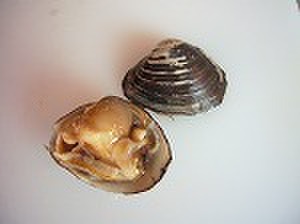あま～い！苫小牧産活北寄貝