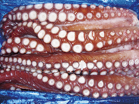 北海道産たこ足 約800ｇ （冷凍）