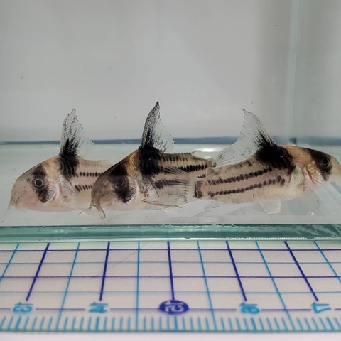 コリドラスの商品一覧 | 人魚苑ネットショップ