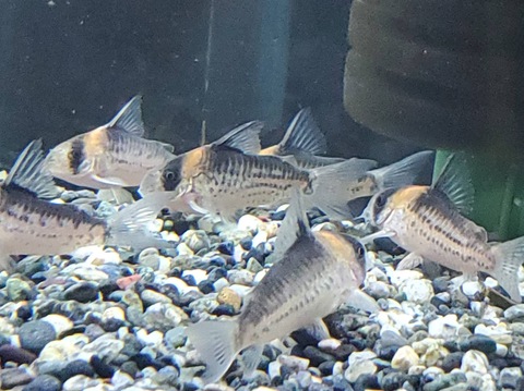 コリドラスの商品一覧 | 人魚苑ネットショップ