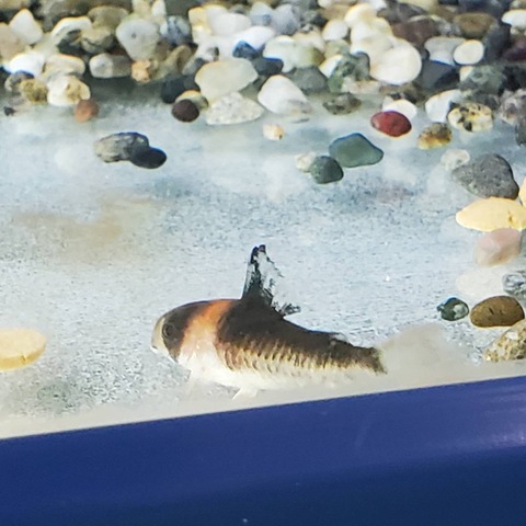コリドラスの商品一覧 | 人魚苑ネットショップ