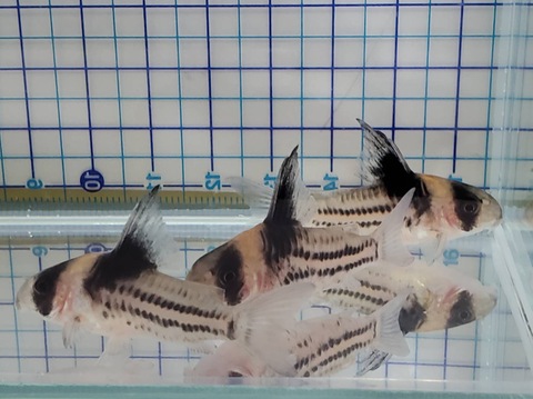 コリドラスの商品一覧 | 人魚苑ネットショップ