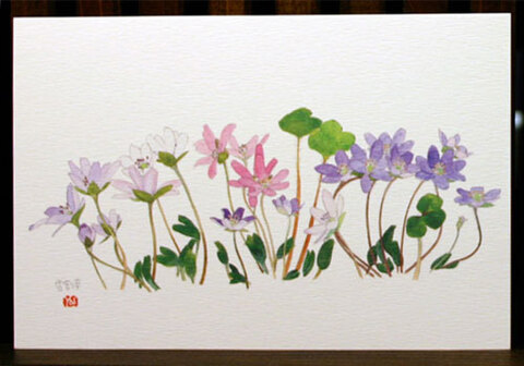 絵はがき（早春）「雪割草＜大三角草＞三色」