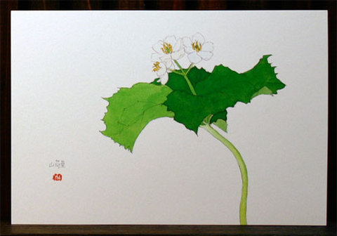 絵はがき（各種）の商品一覧 | 外山康雄 野の花館オンライン