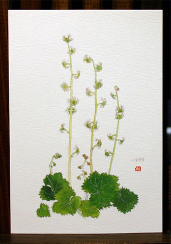 絵はがき（各種）の商品一覧 | 外山康雄 野の花館オンライン