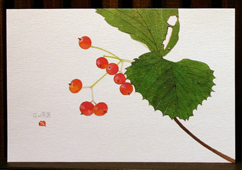 絵はがき（秋）「深山がまずみ」