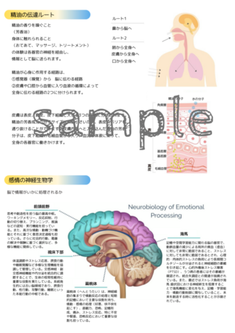 精油の伝達ルート資料