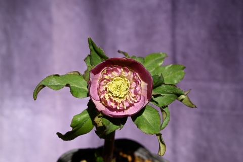 North Village クリスマスローズ専門店 きたむら