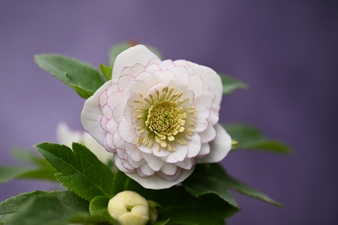 商品一覧 - North Village クリスマスローズ専門店 きたむら