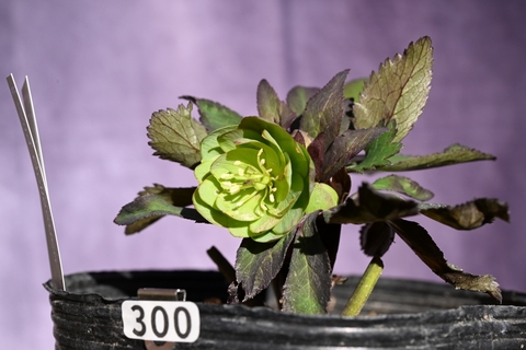 ㉕-300クリスマスローズ 【公式通販】 ㉖-300クリスマスローズ