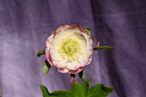 商品一覧 - North Village クリスマスローズ専門店 きたむら