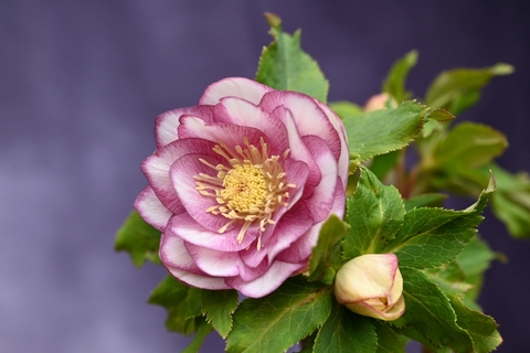 North Village クリスマスローズ専門店 きたむら