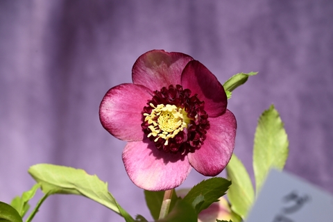 商品一覧 - North Village クリスマスローズ専門店 きたむら