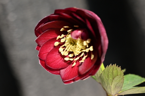 North Village クリスマスローズ専門店 きたむら