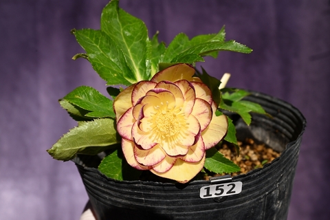 North Village クリスマスローズ専門店 きたむら