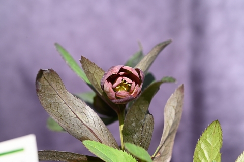 商品一覧 - North Village クリスマスローズ専門店 きたむら