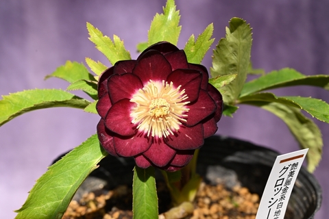 商品一覧 - North Village クリスマスローズ専門店 きたむら