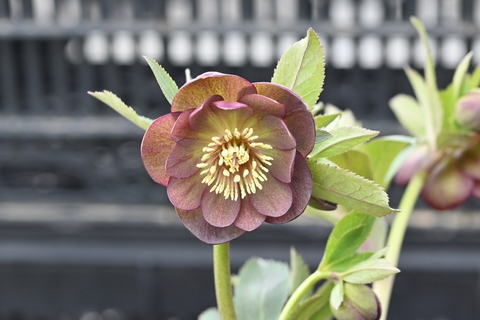 商品一覧 - North Village クリスマスローズ専門店 きたむら