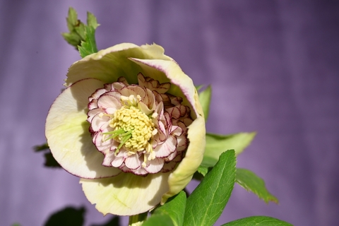 North Village クリスマスローズ専門店 きたむら