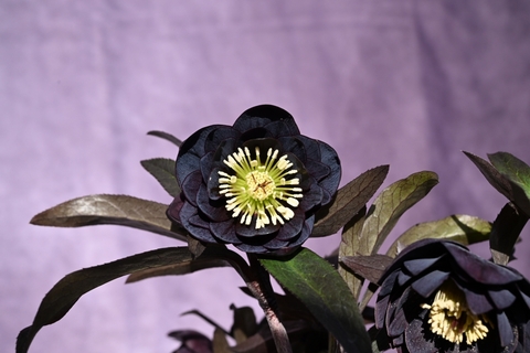 North Village クリスマスローズ専門店 きたむら