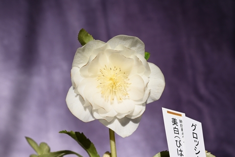 North Village クリスマスローズ専門店 きたむら