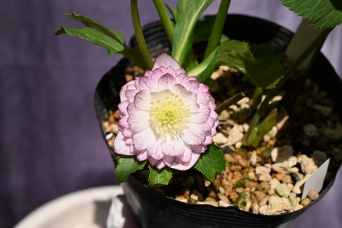 商品一覧 - North Village クリスマスローズ専門店 きたむら