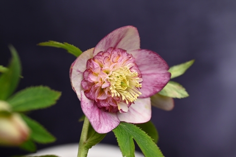 North Village クリスマスローズ専門店 きたむら