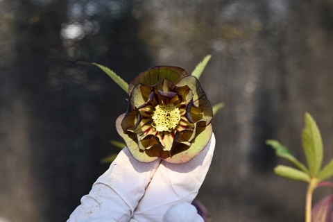 North Village クリスマスローズ専門店 きたむら