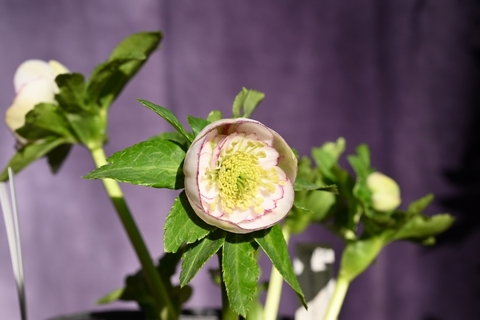 商品一覧 - North Village クリスマスローズ専門店 きたむら