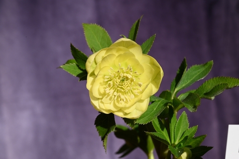 クリスマスローズ 毬姫 Sdピコ クリスマスローズの交配種（ヒブリダス