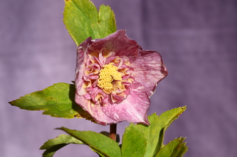 North Village クリスマスローズ専門店 きたむら