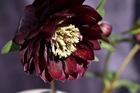 商品一覧 - North Village クリスマスローズ専門店 きたむら