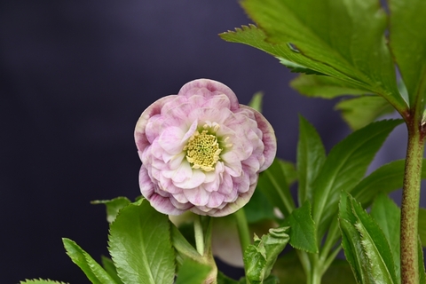 North Village クリスマスローズ専門店 きたむら