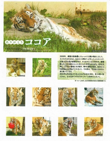 釧路アムールトラのココア　ブランケット 2025年3月のアムールトラのタイガとココアのページ｜釧路市