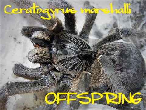 OFFSPRING (オフスプリング) タランチュラ、爬虫類、両生類の