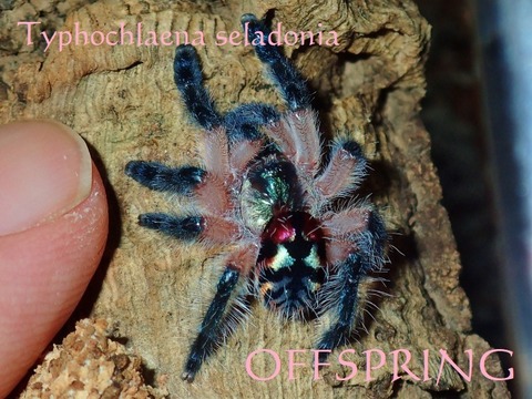 OFFSPRING (オフスプリング) タランチュラ、爬虫類、両生類の