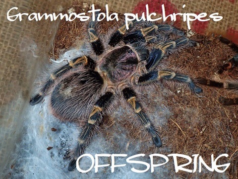 タランチュラの世界: The Tarantula's World | 冨水明 |本