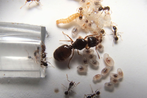 ショップ Camponotus irritans イリタンスオオアリ 初期コロニー 女王アリ