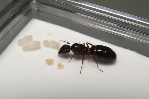 ショップ Camponotus irritans イリタンスオオアリ 初期コロニー 女王アリ