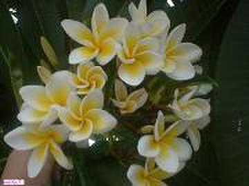 プルメリア枝苗の商品一覧 | プルメリアガーデン沖縄