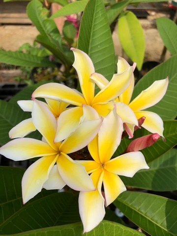 プルメリアガーデン沖縄