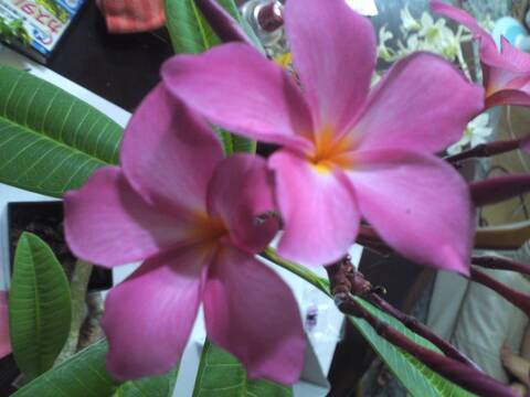 プルメリア枝苗の商品一覧 | プルメリアガーデン沖縄