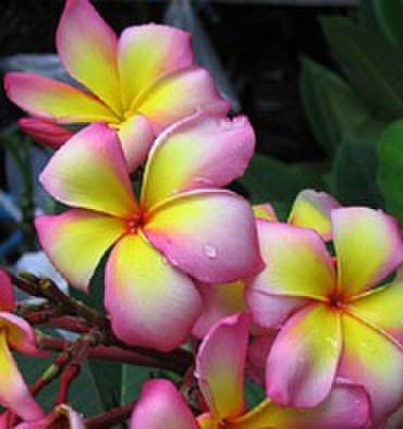 沖縄プルメリア  hawaiian＊白Heaven 2苗セット d65ed953e9f3ff6a69bd6f501752c1