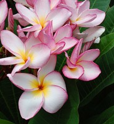 未分類の商品一覧 | プルメリアガーデン沖縄