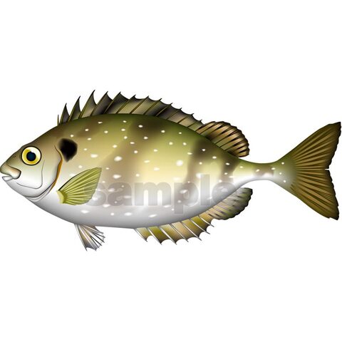 アイゴ　イラスト　Adobe Illustrator ベクターAI形式(CMYK)