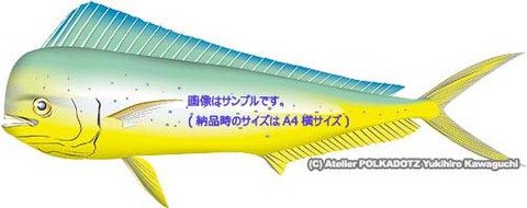 シイラ　イラスト　Adobe Ai形式／eps形式　(CMYK)