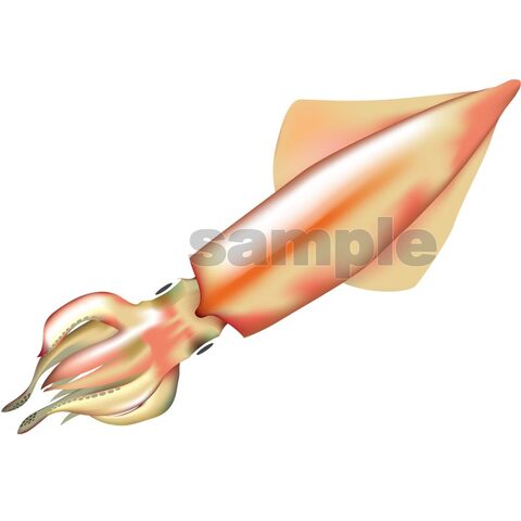 アカイカ　イラスト　赤くない個体　Adobe Illustrator ベクターAi形式