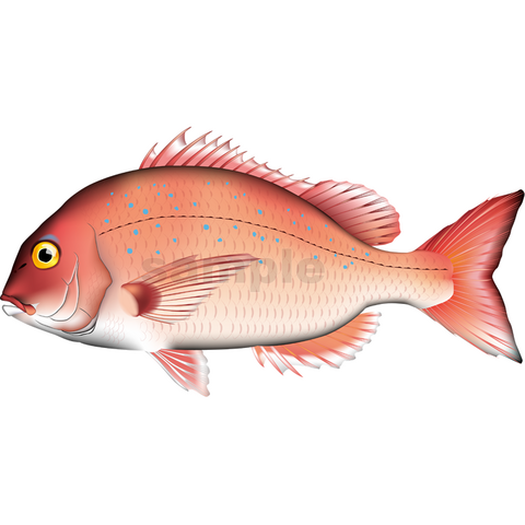 海水魚の商品一覧 | あとりえポルカドッツ 魚類イラスト