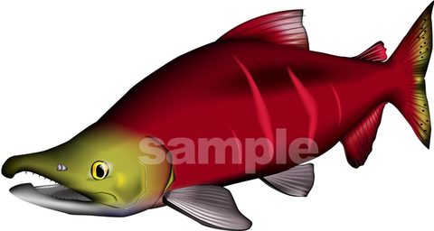 ベニザケ（紅鮭）イラスト　Adobe Illustrator AI形式