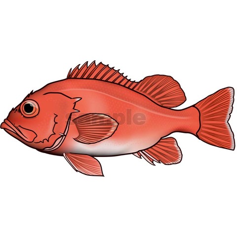 アコウダイ(メヌケ前)　輪郭線付き　 魚イラスト　CMYK
